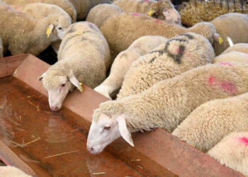 الفلاحون الصغار يصرخون: تضارب أرقام القطيع وإقصاء يهدد لقمة عيش المغاربة