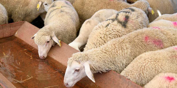 الفلاحون الصغار يصرخون: تضارب أرقام القطيع وإقصاء يهدد لقمة عيش المغاربة