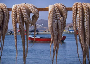 مصيدة الأخطبوط في بوجدور: كيف يحمي المغرب ثروته البحرية من الانهيار؟