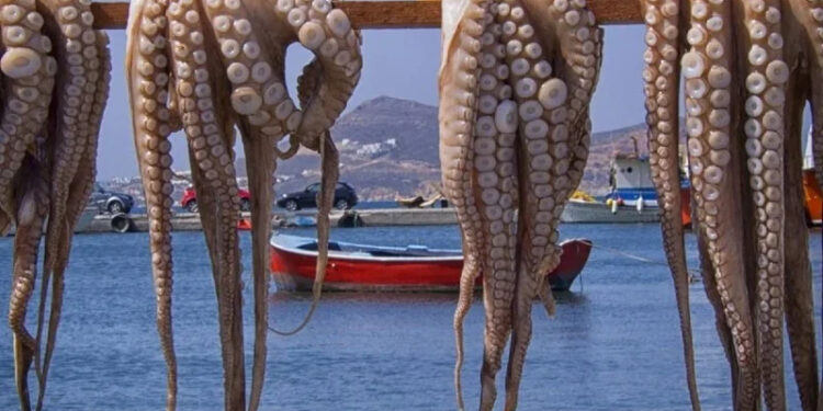 مصيدة الأخطبوط في بوجدور: كيف يحمي المغرب ثروته البحرية من الانهيار؟