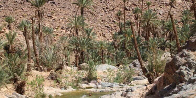 وادٍ يتحوّل إلى شاطئ جبلي: شباب “لمدينت أنيسي” بين سحر الطبيعة وعزلة التهميش