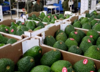 المغرب يحصد ثمرة التميز الزراعي