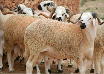 انطلاقة قوية: دعم غير مسبوق ينعش جيوب المربين ويعيد بناء القطيع الوطني