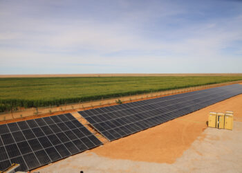 بوجدور.. الصحراء تزهر من جديد: الفلاحة المستدامة تصنع معجزة الجنوب المغربي