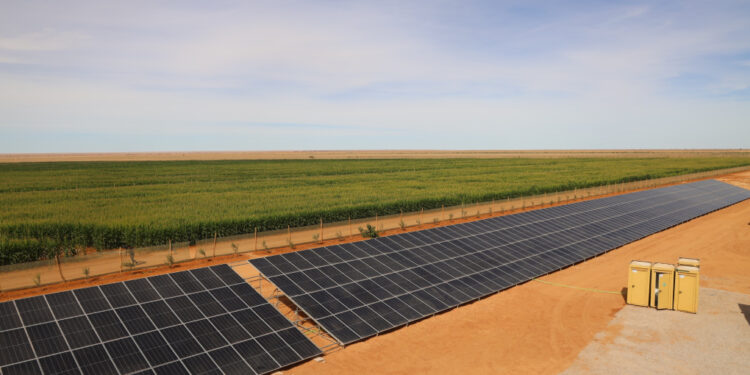 بوجدور.. الصحراء تزهر من جديد: الفلاحة المستدامة تصنع معجزة الجنوب المغربي