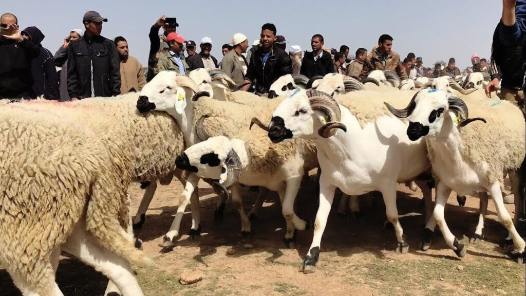 أسعار الأضاحي بالمغرب تثير القلق.. هل ينقذ الاستيراد عيد الأضحى؟ AID 21226