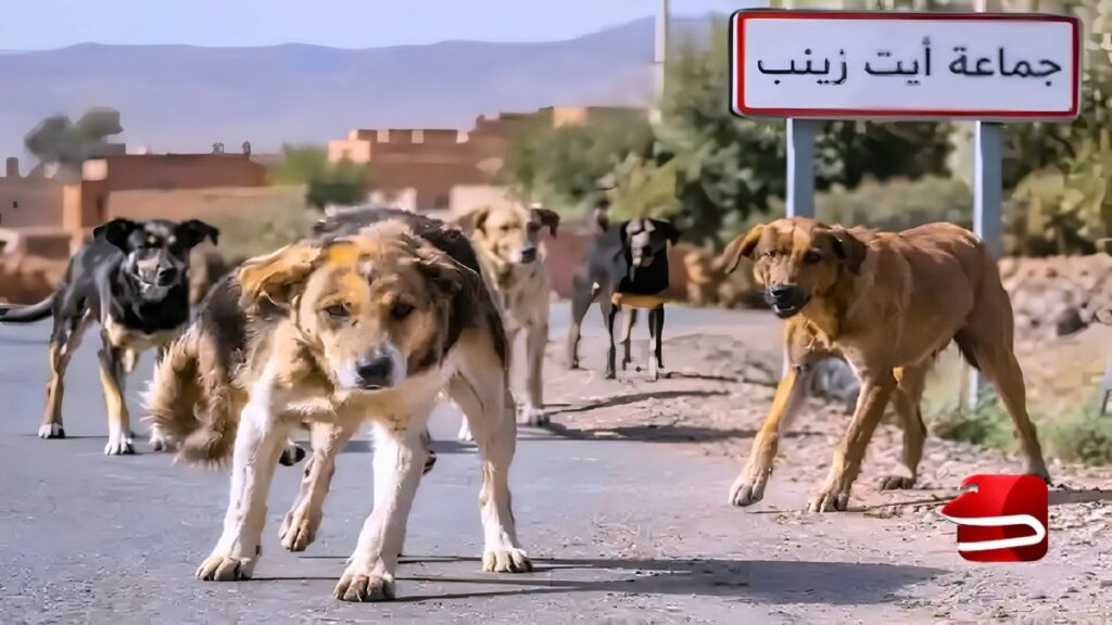 كلاب ضالة بورزازات.. هجوم مروع ينتهي بوفاة رجل صباح اليوم الأربعاء 30 أكتوبر كلاب ضالة بورزازات ووفاة رجل بأيت زينب